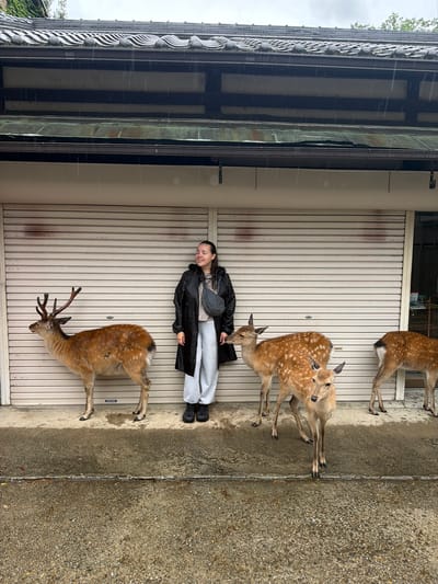 The image depicts a rain-soaked outdoor scene in Nara, Japan, featuring a female individual surrounded by five Sika deer positioned in front of a traditional Japanese building with closed storefronts.
Heavy rainfall is evident from visible water streaks against the building's upper sections and the thoroughly saturated concrete ground, which displays visible cracks and wet patches. The sky is overcast.
A single female individual stands centrally in the frame. She has dark hair, a light complexion, and is captured in a moment of a closed-eye smile. Her attire consists of a black rain trench coat, light grey sweatpants, and black athletic shoes. A grey sling bag is worn across her chest. Her left hand is resting on the side of a fawn standing immediately to her left.
Five Sika deer are present, all with wet coats. On the far left, an adult male deer with prominent antlers, brown fur, and faint spots stands facing left. Adjacent to the female individual's left side is a fawn, distinct with brown fur and white spots, also facing left, with which the female is interacting. A second fawn, similarly spotted, stands directly in front of the female, facing slightly towards the viewer. A third fawn, partially obscured behind the second, has its head visible, also facing the viewer. On the far right, a fifth deer, either an adult or subadult, stands with its hindquarters facing the viewer, its head extending beyond the right edge of the frame.
The background consists of a two-story building with traditional Japanese architectural elements. The upper level features a dark, ridged, tiled roof with a visible gutter system, followed by dark wooden horizontal beams and lighter recessed panels. Below this, a bronze-green metal canopy or flashing with another gutter runs horizontally. The lower section of the building comprises light-colored, ribbed metal roll-down shutters, suggesting closed storefronts or garage doors. Small metal hardware, including hooks and chains, is visible below the lower gutter. Green foliage is partially visible above the roofline on the upper left.