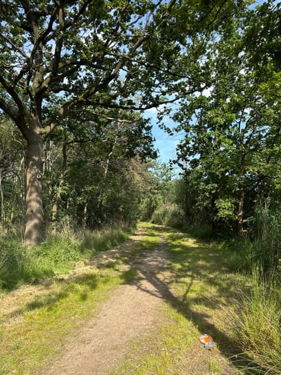 This image shows a sun-dappled dirt path winding through a lush, green wooded area. Tall trees with dense foliage, including large oak trees with gnarled branches, flank the path, casting shadows across the ground. The path is surrounded by tall grasses and undergrowth, suggesting a natural, untamed environment. The sky above is a clear blue with a few scattered clouds. In the lower right portion of the image, near the edge of the path, is a discarded orange and silver colored object, possibly a piece of packaging or a wrapper. The scene appears to be a walking or cycling trail in a park or forest on a bright, sunny day. The location is identified as Turnhout, Belgium.