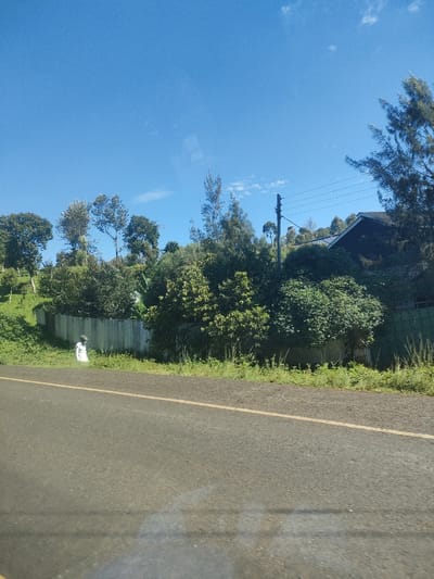 The image shows a street scene in Kenya, potentially within a municipality ward. A paved road with a yellow lane marking runs horizontally across the lower portion of the frame. Beyond the roadside vegetation, a corrugated metal fence is visible, obscured in sections by lush greenery consisting of various trees and bushes. A white object with a dark-colored hat is positioned next to the fence. In the background, there is a telephone pole with attached wires and a building with a dark roof partially hidden by trees. The sky above is clear and blue.