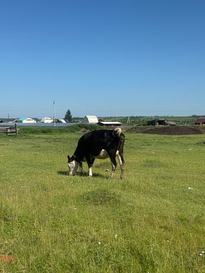 A black and white cow grazes in a grassy field under a clear blue sky. In the background, several buildings, including houses with light-colored roofs and some with blue accents, are visible. A wooden fence and some trees are also present in the distance. The overall scene depicts a rural setting in Maksimovshchina, Russia, with the cow being the central subject in the foreground.