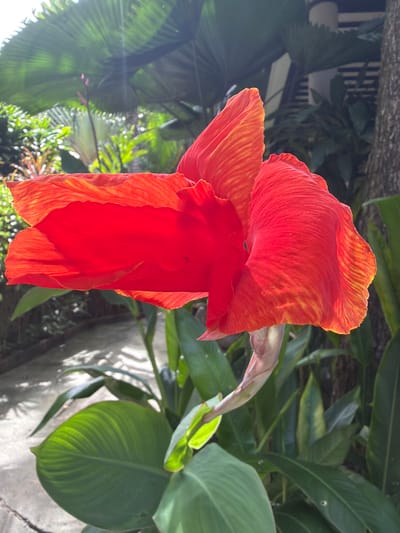 In Ao Phai, Thailand, a vibrant red Canna lily flower dominates the foreground of the image, its petals unfurling with rich, textured detail. The flower is bathed in sunlight, with rays filtering through the large, green leaves of palm trees and other lush tropical foliage in the background. A pathway, possibly made of concrete or stone, is visible to the left, with dappled sunlight and shadows cast upon it, suggesting an outdoor setting, likely a garden or resort area. To the right, the rough bark of a tree trunk is partially visible, adding to the natural, outdoor ambiance. The overall scene conveys a sense of tropical warmth and natural beauty.