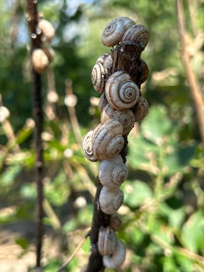 In Zaboizkiy, Russia, a close-up, eye-level, outdoor shot captures a cluster of small, light-colored snails clinging to a dark, vertical branch. The snails' shells exhibit a coiled, spiral pattern, with some showing faint brown banding. The background is softly blurred, depicting a vibrant green foliage with dappled sunlight, suggesting a natural, possibly wooded environment. The focus is sharply on the snails and the branch, with the environment rendered out of focus.