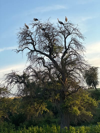 A wide-angle, eye-level shot shows a large, bare-branched tree standing in a field under a light blue sky with wispy clouds. Five white storks are perched on the tree's branches. The tree is silhouetted against the sky, with its dark branches spread wide. Green foliage is visible at the base of the tree and in the surrounding area, suggesting a rural or natural setting, possibly the outskirts of Zdravets, Bulgaria, given the context. The lighting suggests it might be late afternoon or early evening. There are no people or man-made structures clearly visible in the frame.