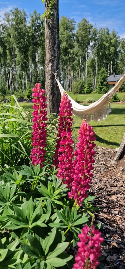 In Saulkrasti, Latvia, on a sunny day with a clear blue sky, a tranquil backyard scene unfolds. In the foreground, vibrant pink lupine flowers bloom in abundance, their tall spires reaching towards the sun. Behind them, a sturdy tree trunk stands, its bark textured and aged. A white hammock with fringed edges is strung between trees in the background, gently swaying in the breeze, suggesting a place of relaxation. The lush green lawn and the dense forest of birch trees create a natural and peaceful backdrop. A small, dark-roofed structure is partially visible among the trees. The overall atmosphere is one of serene summer leisure, typical of a rural Latvian setting.
