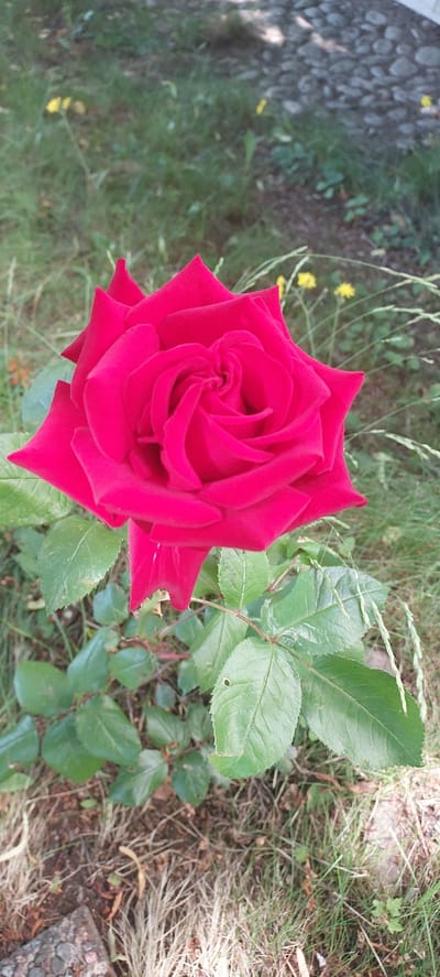 This image features a close-up, top-down view of a vibrant red rose in bloom. The rose is the primary subject, with its petals unfurling in a classic spiral formation, showcasing its rich, velvety texture and deep red hue. The flower is positioned slightly off-center, with its stem and several green leaves visible to the right and below.

The background consists of natural elements, suggesting an outdoor setting. To the left and in the upper portion of the image, there is an area of blurred greyish-brown stones, possibly part of a pathway or garden border, interspersed with patches of green grass and some small yellow flowers. The rest of the background is filled with lush green foliage, including the rose's own leaves and other plants, as well as dry grass and twigs on the ground, indicating a garden or natural outdoor space.

The lighting suggests it is daytime, with natural light illuminating the scene. There are no people or discernible activities taking place, the focus being solely on the rose and its immediate surroundings. The overall impression is one of natural beauty and tranquility, highlighting the intricate details of the rose. There is no visible text in the image. The mention of Stockholm, Sweden as a location context implies the setting could be a garden or park within that city.
