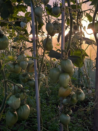 A greenhouse in the village of Perevoznoe, Russia, contains rows of tomato plants. The tomatoes are predominantly green and unripe, hanging in clusters from the vines. The plants are supported by wooden stakes and metal poles. Sunlight streams in from the side, illuminating the scene and creating a warm, hazy atmosphere. The ground beneath the plants is covered in dark soil and low-lying vegetation. The overall impression is one of natural growth and the early stages of a harvest.