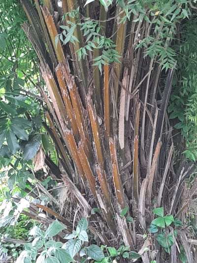 The image shows the base of a cluster of palm trees with dry, fibrous trunks. The trunks are a mix of brown and grey hues, with some showing signs of shedding bark. Green leaves from surrounding vegetation are visible at the top and sides of the image, partially obscuring the upper parts of the palm trunks. The ground is covered with smaller green plants. The scene appears to be outdoors in a natural setting, likely a garden or a wild area within the city of Ogbomosho, Nigeria. There are no people or animals visible in the image.