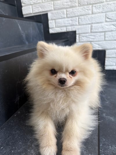 A cream-colored Pomeranian dog is sitting on dark gray marble stairs with white brickwork in the background. The dog is facing the camera and appears to be looking directly at it. The stairs are wet, suggesting recent rain or cleaning. The environment appears to be an outdoor or semi-outdoor space, possibly a patio or entryway. The lighting is natural and the image is taken from a slightly high angle, looking down at the dog. The location is Bucha, Ukraine.