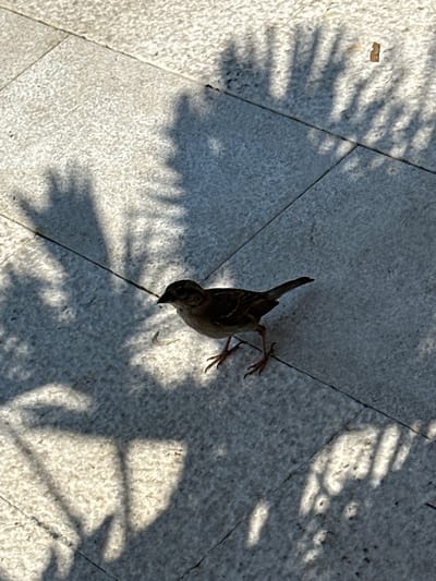 A sparrow stands on a paved surface with visible grout lines, possibly granite tiles. The scene is illuminated by sunlight, casting distinct shadows of palm fronds across the ground. The sparrow is a small, brown bird with dark markings on its wings and head, facing slightly to the left with its beak pointed downwards. Its legs and feet are visible, positioned on the textured pavement. A small, light-colored object, possibly debris, is situated to the left of the sparrow. The location is Donja Lastva, Montenegro.
