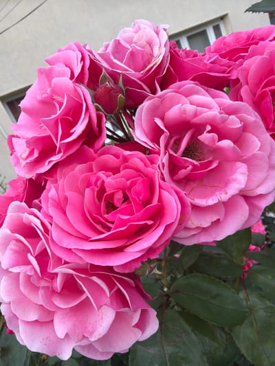 A close-up, low-angle shot captures a cluster of vibrant pink roses blooming outdoors. The roses are in various stages of bloom, with some fully open and displaying layered petals, while others are still buds. Dark green foliage forms the background, with a hint of a building and windows visible in the upper left corner, suggesting an urban or suburban setting. The lighting is natural, casting soft shadows and highlighting the texture of the rose petals. There are no people or animals present in the image. The scene is static, focusing solely on the beauty of the flowers. Based on the context provided, this image is located in Szczecin, Poland.