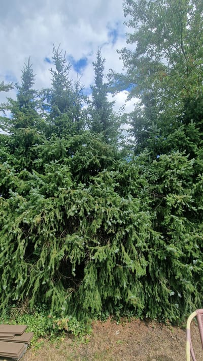 The image shows a dense evergreen hedge composed of several spruce trees. The trees are tall and their branches are laden with needles, creating a thick wall of foliage. The sky above is partially cloudy with patches of blue visible. In the foreground, to the left, a stack of brown square-shaped objects, possibly pavers or tiles, is visible. To the far right, a portion of a light-colored chair with a woven seat is visible. The ground is covered with dry grass and some low-lying green ground cover. The scene depicts an outdoor environment, likely a backyard or garden area. The location in the city of Jesteburg, Germany, is not visually ascertainable from the image content.