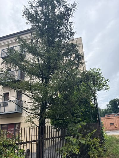 The image depicts a street view in Zielona Góra, Poland, on an overcast day. In the foreground, a tall, mature evergreen tree with sparse branches dominates the left side of the frame. Behind the tree, a multi-story building with a light-colored facade is visible. This building features balconies with metal railings. To the left of the tree, a red sign with white text reading "KUCHNIE ECKERT" is affixed to the building at street level. A dark, vertical metal fence runs across the midground, separating the foreground from the building. Beyond the fence and to the right of the building, a brick structure with arched windows is visible, suggesting an industrial or commercial area. The ground is covered with grass and vegetation. The sky is cloudy and gray, indicating a diffused light. There are no people or animals present in the image.