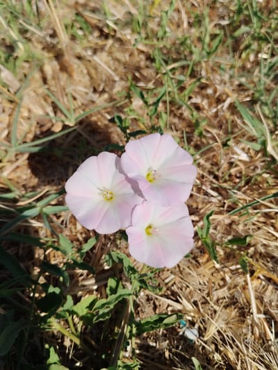 The image captures a close-up view of three light pink bindweed flowers blooming amidst dry, golden grass and green foliage. The flowers are funnel-shaped, with delicate petals that transition from white at the center to a soft pink at the edges. The stamens and pistils are visible at the heart of each bloom. The ground cover is a mixture of dry straw-like grass and some scattered green leaves and stems. The lighting suggests it is daytime, with sunlight casting shadows. The scene is located in the city of Rubí, Spain, likely in a natural or semi-natural outdoor area.