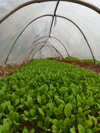 This image presents the interior of a horticultural hoop house located in Pinnwe, Myanmar (Burma). The foreground and midground are filled with densely planted rows of small, uniformly green, leafy vegetables growing in dark brown soil. The structure consists of multiple arched frames, likely constructed from wood or bamboo, extending linearly into the distance. These frames are covered with a translucent, off-white plastic or fabric sheeting, secured by visible ties, creating a tunnel-like enclosure. The sheeting appears weathered. No individuals, animals, or human activity are present within the frame. The diffused light suggests an overcast sky or filtering through the covering.
