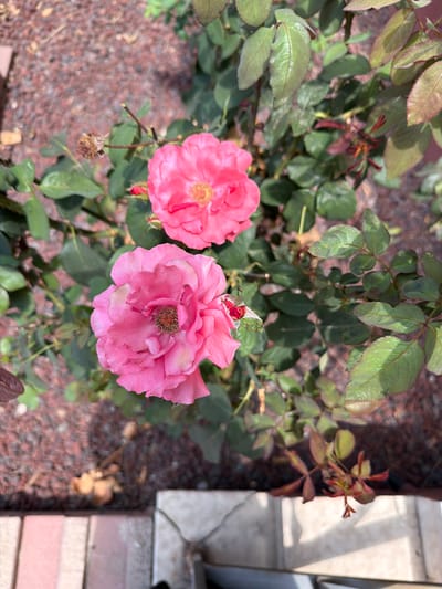 A top-down, close-up, slightly blurred shot shows two vibrant pink roses blooming on a rose bush. The bush has green leaves with some reddish-brown tinges, indicating either new growth or seasonal change. In the foreground, a small ladybug with red wings and black spots is perched on one of the rose petals. The background consists of dark reddish-brown gravel. The scene appears to be an outdoor garden, possibly in a residential area in Gedera, Israel, given the context. The lighting suggests it is daytime, with sunlight casting shadows and highlighting the textures of the petals and leaves. There are no people visible in the image.