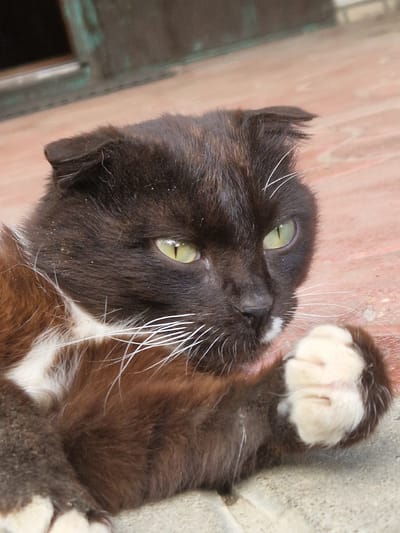 This is a close-up, eye-level, outdoor photograph of a black and white cat. The cat is lying on a reddish-brown tiled surface, which appears to be a patio or walkway, with some concrete visible in the foreground. The cat has green eyes and prominent white whiskers. Its fur is dark brown and black with white markings on its chest and paws. One of its front paws is raised and resting on its chest. The background is blurred but suggests a building with dark green painted doors or windows. The image does not contain any information that would allow for the localization of the scene within the city of Aktobe, Kazakhstan.