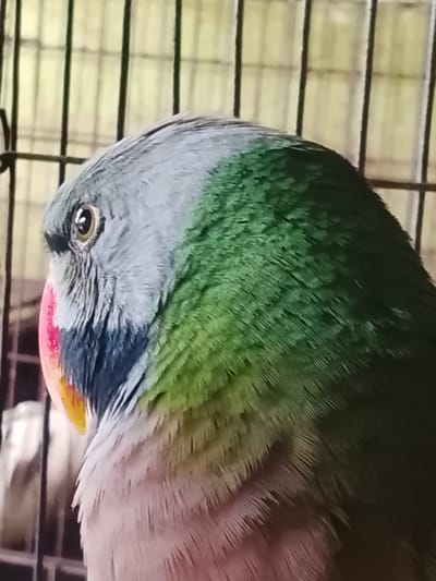 A close-up, side-profile shot shows a parrot within a cage in Kuta Trieng, Indonesia. The parrot's head is angled to the left, with its eye clearly visible. Its plumage transitions from gray on the head to green on the back and upper wings, and a pale pinkish-tan on its chest. Accents of bright pink and yellow are visible around its beak, with a dark gray band just below its eye. The background consists of the cage bars and a blurred, light-colored interior.