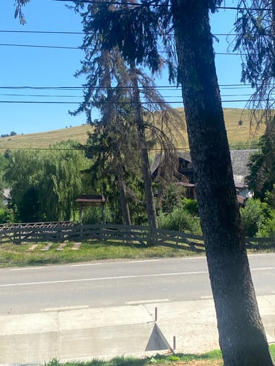 The image depicts a rural scene in Săcălușești, Romania, on a clear, sunny day. In the foreground, a road runs horizontally across the frame. To the left of the road, a rough wooden fence borders a grassy area. Beyond the fence, a dense, weeping willow tree stands prominently. Behind the willow, a large, multi-story house with a dark roof and visible windows is nestled amongst lush green foliage. Two tall evergreen trees, one in the foreground and one behind the house, partially obscure the view of the house and the landscape. The background features a gently sloping, treeless hill under a bright blue sky. Several thin, black utility wires stretch across the upper portion of the image.