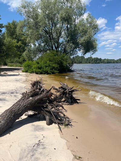 This is a photograph of a natural scene at the edge of a body of water, likely a river or lake, on a sunny day. In the foreground, a large, gnarled tree root system and a portion of a thick tree trunk are prominently displayed, casting a long shadow across the sandy shore. The sand is light in color and shows some footprints and scattered dried vegetation.

The water's surface is choppy with small waves gently lapping at the shore. The water itself appears a murky brown color, suggesting it may be a river or a lake with a sandy or silty bottom. Beyond the water, a dense line of green trees forms a distant shoreline, indicating a wooded area. The sky above is a vibrant blue, dotted with scattered white, fluffy clouds.

The overall impression is one of a tranquil, natural environment. The lighting suggests it is daytime, likely late morning or early afternoon, given the length and angle of the shadow. There is no visible text in the image. The scene is set in Lyutizh, Ukraine, and captures a typical summer landscape by the water.