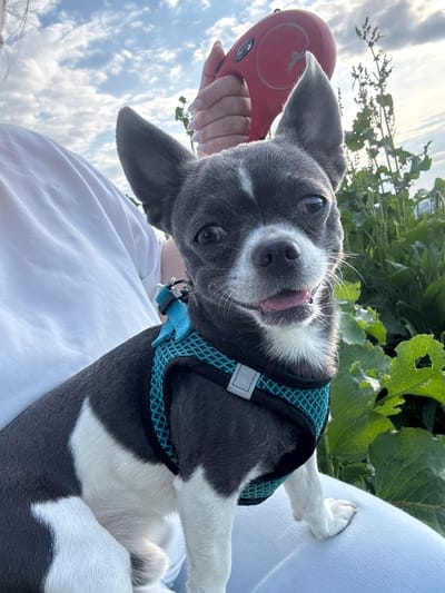 A close-up photograph depicts a small, grey and white dog looking directly at the camera with a playful, open-mouthed expression and its tongue slightly extended. The dog, possibly a Chihuahua or a similar small breed, has large, upright ears and dark, expressive eyes. It is wearing a bright blue mesh harness.
The image is rotated 90 degrees clockwise. The dog is positioned upright on what appears to be a person's lap or chest, looking up towards the camera. A person's hand, holding a red retractable leash with a subtle emblem, is visible in the upper left of the rotated frame. The person is dressed in light-colored clothing, possibly white fabric.
The background consists of a bright, partly cloudy sky on the left and lush green foliage, likely large leaves or plants, on the right. This suggests an outdoor setting, possibly a garden or a natural area. The lighting indicates daytime, perhaps late afternoon, with soft, natural light. No discernible text is visible on any objects or in the background. The image conveys a happy and affectionate moment between a pet and its owner in Новинки, Russia.