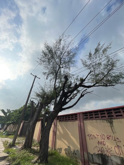 The image shows a row of trees and an adjacent wall. The trees are tall and spindly, with sparse foliage. They stand between a street and the wall. The wall is painted light yellow with a burgundy trim. Graffiti is written on the wall. Electrical wires run above the trees and a utility pole is visible. The sky is overcast with scattered clouds. The image appears to be taken in a residential or urban area, but the exact location within Moba, Nigeria is not clear. No people are visible in the image.
