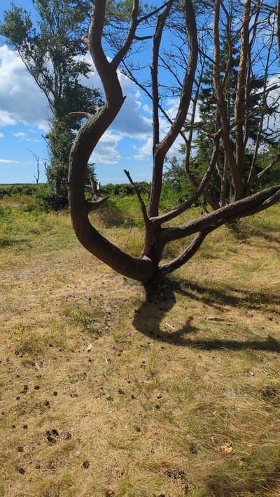 The image depicts a windswept pine tree with a gnarled trunk and branches, casting a distinct shadow on the dry, brown grass and scattered pinecones covering the ground. In the background, a lush green landscape with more trees and shrubs stretches towards a bright blue sky dotted with white clouds. This scene is located in Larkollen, Norway, a coastal area known for its natural beauty and sandy beaches, which often feature similar vegetation shaped by the elements.