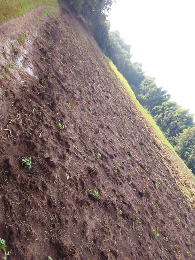 A tilted, wide-angle photograph captures an agricultural field in Ndeiya, Kenya, under bright daylight. The foreground and midground are dominated by dark brown, moist, tilled soil, exhibiting visible clumps and scattered organic debris. Numerous small, green plant sprouts are sparsely distributed across the field. Along the upper left edge of the frame, an unpaved dirt path runs parallel to the field. The right background features a narrow strip of green grass bordering a dense line of tall, leafy green trees that extend horizontally. The upper right section of the image is an overexposed, bright sky. No people, animals, or specific man-made objects are visible within the frame.