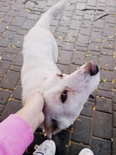 An overhead-angle photograph depicts a human hand petting a white dog on a paved outdoor surface. The dog, with short white fur, has its head turned upwards and slightly to the left, looking towards the camera. Its right eye is visible and dark; its nose is pinkish-brown. A dark collar is visible around its neck. A human left hand, wearing a pink long-sleeved garment, is positioned on the dog's neck/chest area, indicating petting. The lower portions of two feet wearing white sneakers with white laces are visible at the bottom of the frame. The ground consists of grey rectangular paving stones, partially covered with scattered yellowish-brown fallen leaves and a few small twigs. The specific location within the city of Keskanterak, Uzbekistan, is not discernible from the image.