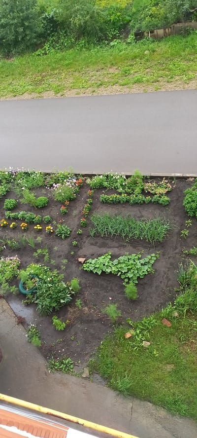 The image displays an aerial view of a garden bed situated adjacent to a paved area, likely a sidewalk or road, in Menzelinsk, Russia. The garden bed is a rectangular strip of dark soil populated with various plants. In the foreground, several rows of small, colorful flowers, predominantly yellow and red, are visible. Moving further into the garden, there are patches of green leafy vegetables, possibly onions or leeks, and a cluster of larger green plants with broad leaves, which appear to be squash or pumpkin plants. Some areas of the garden are sparsely planted with smaller green shoots and occasional scattered weeds. A green tire, possibly repurposed as a planter, is visible amongst the foliage on the left side of the garden bed. Beyond the garden bed, a grassy slope covered with green grass and various bushes and trees is seen. The paved area in the foreground is a dull gray, showing signs of some wear and tear with cracks and damp patches, suggesting recent rain. The overall impression is that of a small, well-tended urban garden. There are no people or animals present in the image.