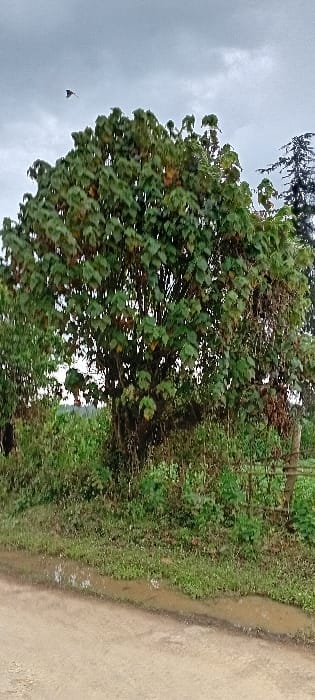 The scene depicts a rural or semi-rural environment in Kinale ward, Kenya, under an overcast sky. A light brown dirt road, marked with several puddles or damp depressions along its right edge, occupies the lower foreground. The road borders a strip of grass and dense green undergrowth. The central subject is a large tree with a full canopy of broad, predominantly green leaves, some exhibiting yellowish-brown discoloration. Its lower trunk is obscured by surrounding foliage. To the right of the central tree, several dark, slender wooden posts, consistent with fencing, are partially visible amidst additional vegetation. Another tree with a darker, more conical silhouette is partially visible on the far right against the sky. A small, dark avian subject is captured in flight in the upper left quadrant of the grey, cloudy sky. No human subjects or identifiable structures are present.