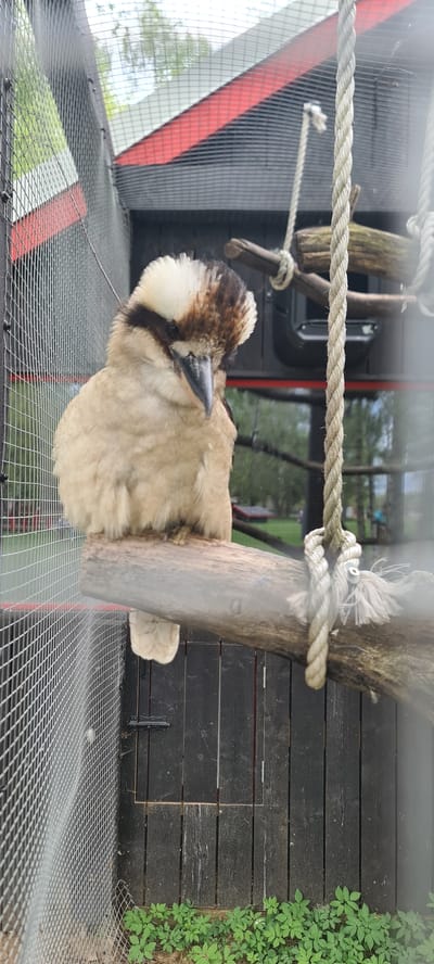 The image shows a laughing kookaburra perched on a branch inside an enclosure. The enclosure has a wire mesh floor and sides, with a rope running horizontally across the top. There are wooden planks forming a wall behind the bird, with green vegetation growing along the edge. The location is Ķekava, Latvia.
