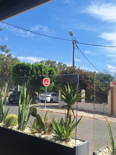 The image captures a street scene in Safi, Morocco, characterized by a clear blue sky with scattered white clouds. In the foreground, a planter filled with various succulent plants, including snake plants, cacti, and aloes, is visible. Beyond the planter, a street runs horizontally, with parked cars and a stop sign displaying Arabic script. In the background, trees and buildings form the urban landscape. The composition suggests a daytime setting, likely during pleasant weather.