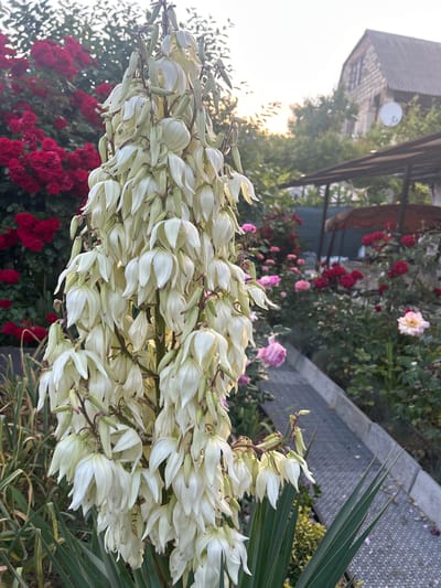 In the foreground of the image, a tall stalk of creamy white yucca flowers dominates the frame. The flowers are bell-shaped, with pointed petals, and are clustered densely along the stalk. The yucca's long, spiky green leaves are visible at the base of the stalk. To the left, a dense bush of deep red roses is in full bloom, providing a vibrant contrast to the yucca. Further back, a garden path made of metal grating runs horizontally, bordered by more rose bushes in shades of pink and red. In the background, a two-story house with a gray, corrugated roof and a satellite dish is visible through trees. The sky is hazy with the warm glow of sunset. The overall scene depicts a lush garden setting with a variety of flowering plants and a rustic house. This location is in the village of Perovske, part of Perovske rural settlement, Ukraine.