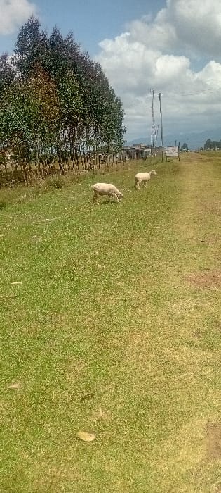 The scene depicts a rural landscape in Heni Village, Kenya, under a partly cloudy sky. The foreground consists of vibrant green grass interspersed with small white flowers, occupying approximately two-thirds of the lower frame. Two light-colored sheep are observed grazing on the grass; one is centrally located in the mid-left, head lowered, consuming vegetation, while the second stands further back and to its right, also appearing to graze. A dirt path or track traverses the midground from right to left, separating the grassy area from a line of tall, slender trees, likely eucalyptus, that define the left background. Beyond the trees, rudimentary structures are visible. In the right background, a prominent metal lattice telecommunications tower stands, accompanied by a wooden utility pole. A white sign with dark, illegible text is positioned near the path on the right. Distant mountains or hills are discernable on the horizon beneath the broken cloud cover. No human subjects are present.