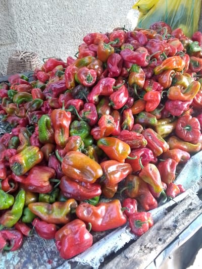 The image displays a large, overflowing pile of fresh peppers, predominantly red but with a mix of other colors, spread across a rustic surface. The peppers are densely packed, forming a sizable mound that dominates the central and lower portions of the frame.
The peppers exhibit a range of colors, indicative of varying stages of ripeness. Most are a vibrant red, but many also show transitions from green to orange, and then to a deeper red. There are distinct green peppers scattered throughout the pile, particularly visible in the lower left and middle sections. The peppers appear to be a type of bell pepper or similar Capsicum variety, characterized by their somewhat blocky or slightly elongated and irregular shapes. Many still have their green stems attached, some curled or short. Their surfaces are mostly smooth and glossy, suggesting freshness.
The peppers are resting on what appears to be a worn, possibly wooden, surface or table, which is only partially visible along the bottom and right edges of the image. A light-colored, possibly white or light blue, loosely woven fabric or tarp is draped underneath and among some of the peppers, separating them from the underlying surface.
In the upper left background, a small, round, woven basket made of natural fibers like wicker or straw is visible. Behind the basket and the main pile of peppers, there is a textured, light-colored wall or surface, possibly concrete or stucco, providing a neutral backdrop. In the upper right corner, a bright yellow plastic bag is partially visible, suggesting a market or storage context.
The lighting is bright and natural, indicating daylight, and illuminates the peppers, making their colors pop. There are no people visible in the frame, and no discernible text. The scene conveys an impression of abundance and a fresh harvest, likely at a market stall or a distribution point for agricultural produce.