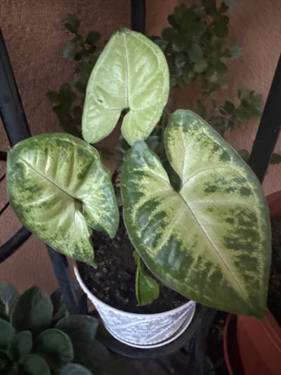 A top-down, medium shot captures three large, variegated green and pale green leaves of a houseplant, likely a Syngonium variety, emerging from a white patterned pot filled with dark soil. The leaves are arrow-shaped and textured, with prominent veins. Behind the main plant, a blurry background shows a reddish-brown textured wall and dark metal supports, suggesting an indoor or sheltered outdoor setting. To the lower left, a portion of another plant with dark green, fuzzy leaves is visible, potentially an African violet. The overall impression is a still-life arrangement of houseplants. There is no indication of the city of Kostinbrod, Bulgaria, or any other specific location in the image.