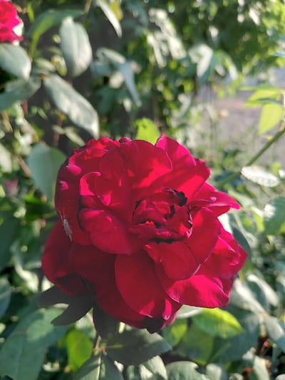 A close-up, vertical shot captures a deep red rose in bloom, its petals unfurling to reveal a textured center. A small, pale insect with delicate wings is perched on one of the petals. The rose is surrounded by lush green foliage, some of which is out of focus, creating a soft, natural backdrop. The lighting suggests it is daytime, with sunlight illuminating the rose and casting gentle shadows. The scene appears to be outdoors, likely in a garden or park. The location in Vasylivka, Ukraine, implies this is a common garden flower found in the region.
