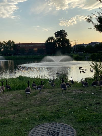 The image depicts a serene natural setting with a body of water, likely a pond or lake, at its center. Two fountains are actively spraying water, creating a misty effect. The water's surface is calm, reflecting the soft light of what appears to be either dawn or dusk. A flock of Canada geese is present, with some grazing on the grassy bank in the foreground and others swimming in the water. In the background, a multi-story brick building stands, with trees and power lines indicating a suburban or semi-urban environment. The sky above is a pale blue, transitioning to a warmer hue near the horizon, with scattered clouds adding texture. A manhole cover is visible in the lower right corner of the image, suggesting the presence of underground infrastructure. The overall scene conveys a sense of tranquility and the coexistence of nature and man-made structures. Based on the architectural style of the building and the landscaping, this scene could be located in Virginia Beach, United States of America.