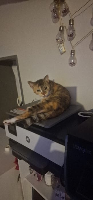 An indoor scene in Blaye, France, features a tortoiseshell cat resting on electronic equipment. The cat, with patches of brown, black, and orange/cream fur, is seated in a relaxed, angled posture, its body facing right and head turned towards the viewer. Its front left paw is extended. The cat is positioned on a dark gray/black flat electronic device, likely a closed laptop, which rests directly on a white and black HP printer. To the immediate right of the HP printer, a black Lexmark branded device is partially visible. The background consists of a light-colored wall from which a string of decorative clear glass light bulbs hangs in the upper right quadrant. Some bulbs contain small reddish or purplish decorative elements; one bulb also contains a folded piece of paper. To the left, a dark doorway or opening is partially visible, with a light-colored item hanging within it. Below the printer, a white shelf holds various containers.