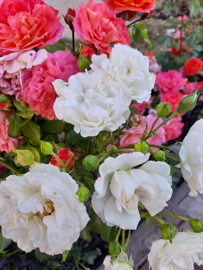 A close-up, eye-level shot captures a vibrant cluster of roses in various stages of bloom, with a focus on the delicate petals. The roses are predominantly white, with hints of pink and coral, interspersed with green buds. The background is a blur of soft greens and pinks, suggesting a garden setting. There are no people or animals visible in the frame. The lighting is natural, casting soft shadows and highlighting the textures of the rose petals. The image appears to be a still-life composition. The presence of roses suggests an outdoor, possibly urban or suburban, location in Myrhorod, Ukraine, where such flowers are commonly grown in gardens and parks.