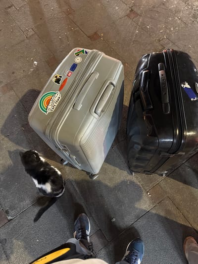A black suitcase sits next to a silver one adorned with stickers. A small black and white cat curls up beside the silver suitcase. Parts of three pairs of shoes are visible, indicating people standing nearby. The scene takes place on a tiled ground, likely outdoors.