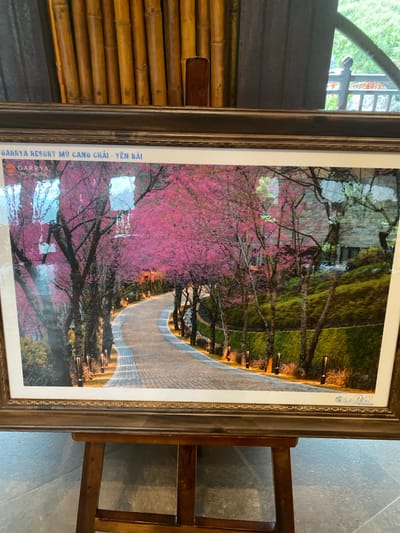 An eye-level photograph captures a framed picture displayed on a dark wooden easel. The background features vertical wooden bamboo-like panels on the left, transitioning to a dark grey surface and a window on the right, revealing green foliage and a wooden railing outside.
The framed picture depicts a scenic, winding, paved road illuminated by numerous ground-level pathway lights. The road is constructed with light grey pavers arranged in a pattern, featuring lighter grey or white stripes. Both sides of the road are densely lined with trees adorned with vibrant pink blossoms, suggesting a spring or early flowering period. The tree trunks are dark and prominent. Manicured green hedges and various types of foliage flank the road and ascend slopes. In the upper right background, a building with a textured facade is partially visible amidst the trees. The picture's surface exhibits multiple bright, square-shaped reflections from ambient lighting.
Text overlaid on the upper left of the picture reads "GARRYA RESORT MÙ CANG CHẢI - YÊN BÁI" in blue capital letters, with a smaller "GARRYA Mù Cang Chải" logo below it. A faint, illegible signature or emblem is present in the lower right corner of the picture. The resort depicted is located in Mù Cang Chải district, Yên Bái province, Vietnam. Púng Luông is a commune within the Mù Cang Chải district. The easel rests on a light grey tiled floor, partially visible in the foreground. No people are present in the scene.