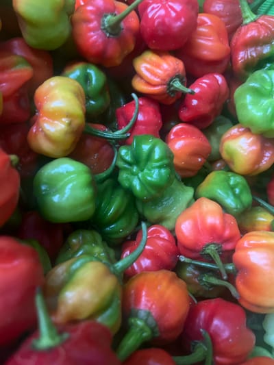 A close-up, overhead shot displays a vibrant, abundant pile of ripe chili peppers. The peppers exhibit a variety of colors, ranging from deep reds and bright oranges to vibrant greens and yellow-greens. They are small to medium in size, with a bumpy, waxy texture and prominent stems. The lighting suggests an outdoor setting, possibly a market stall or a home garden, in Conuco Viejo, Venezuela, where these peppers are likely grown or sold. The overall impression is one of freshness and natural bounty.