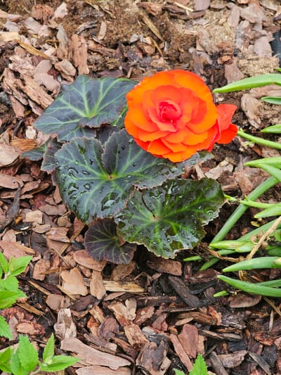 This close-up, overhead shot captures a vibrant orange begonia flower nestled within a garden setting. The begonia, positioned on the left side of the frame, is in full bloom, showcasing numerous layered petals in a rich, warm hue. Its distinct, broad dark green leaves, some appearing almost purple-black, surround the flower and are covered with visible water droplets, suggesting recent rain or watering. The leaves have a slightly textured, somewhat serrated edge.
The ground around the begonia is covered with a thick layer of brown wood chip mulch, varying in size and color, which serves as the primary backdrop for the plants. In the upper part of the image, slender, bright green, strap-like leaves of another plant (possibly a bulb flower) emerge from the mulch. A small cluster of lighter green foliage is also visible in the bottom right corner. The lighting indicates it is daytime. The scene depicts a cultivated garden bed, consistent with a residential or community garden in Березка Снт (красногорский Р-н), Russia. There is no visible text in the image.