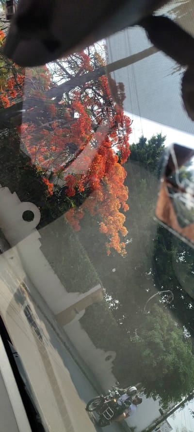 The image, taken from inside a vehicle, shows a view through the windshield of a street in what appears to be Cuernavaca, Mexico, suggested by the local architecture and vegetation. The foreground is dominated by parts of the car interior. The midground features vibrant orange flowering trees, likely Flamboyant trees. Beyond the trees is a white wall or building with decorative cutouts, a green hedge, and denser trees. In the upper right, a motorcycle with two riders is visible on the street. A sign with "LU" is partially visible on the background wall.