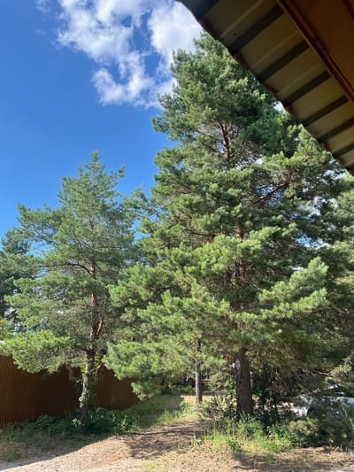 The image depicts a sunlit scene in Vyshhorod, Ukraine, featuring mature pine trees in the foreground and middle ground. The sky is a clear blue with scattered white clouds. A portion of a corrugated metal roof structure is visible in the upper right corner of the frame, extending from the top edge downwards. The ground is a mix of sandy soil, dry pine needles, and sparse green vegetation. A brown wooden fence runs horizontally across the left side of the image, behind which is more greenery. In the background, there are more trees and hints of structures, with a white vehicle partially visible on the right. The overall impression is of a rural or suburban outdoor setting during daylight.