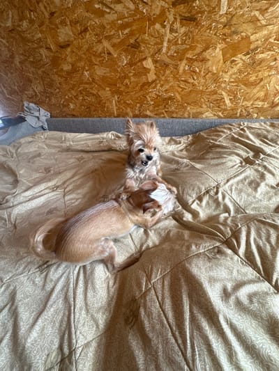 Two small dogs are on a bed. One dog, a tan Chihuahua mix, is lying on its side, facing left, with its head up. The other dog, a tan and white Yorkshire Terrier mix, is standing on its hind legs, leaning over the first dog. The dogs are on a gold comforter with a swirling pattern. Behind the bed is a wall made of particleboard. The scene is indoors. The image location in Selizharovo, Russia, is not evident.