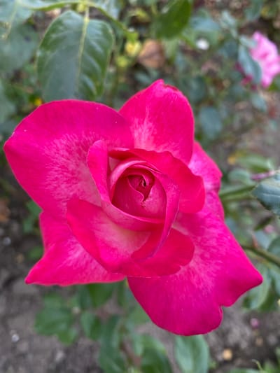 A close-up, overhead shot captures a vibrant pink rose in full bloom. The rose's petals are unfurling, revealing a tightly coiled center. The petals have a delicate, almost velvety texture, with subtle white variegation that adds depth and dimension. The background is softly blurred, showcasing the lush green foliage of the rose bush and hints of darker soil. In the distance, another pink rose can be seen, slightly out of focus. The lighting suggests an outdoor setting, possibly a garden or park in Ventsy, Russia.