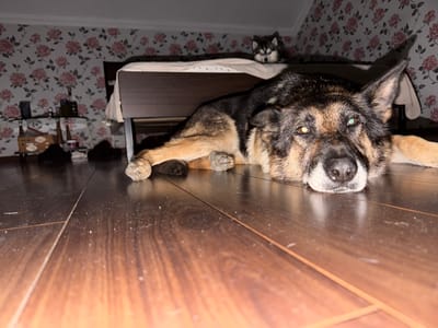 This image depicts an indoor scene, likely a bedroom, featuring two dogs. In the foreground, a German Shepherd-type dog is lying on a dark wooden floor, with its head resting on its paws. Its eyes are open and appear to have a slight green or yellowish tint. In the background, on a raised platform, possibly a bed, a smaller dog, appearing to be a Husky or similar breed, is also lying down, looking towards the camera. The room has floral wallpaper with pink roses. To the left, a glass-top table with items on it and some slippers are visible. The lighting suggests it is nighttime or a dimly lit room. There is no indication of the location being in Pyatigorsk, Russia.