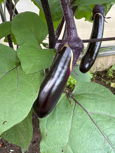 The image shows a close-up of two ripe eggplants growing on a plant. The eggplants are dark purple and elongated, with a glossy skin. One eggplant is in the foreground, with a stem and some leaves visible. The other eggplant is behind it, slightly out of focus. The leaves are large and green, with visible veins. The stems of the plant are thick and dark purple, with a slightly fuzzy texture. The background is blurred, but appears to be a garden setting, possibly in a greenhouse, with soil and some greenery visible. The image is well-lit, with natural light illuminating the scene. There are no people visible in the image. The location is specified as Мичуринское, Russia.